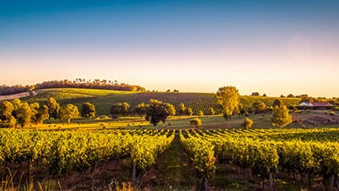 Rolling hills of a vinyard in Bordeaux.