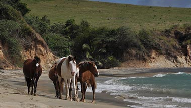 Wild horses walk along the beach with waves crashing beside them.