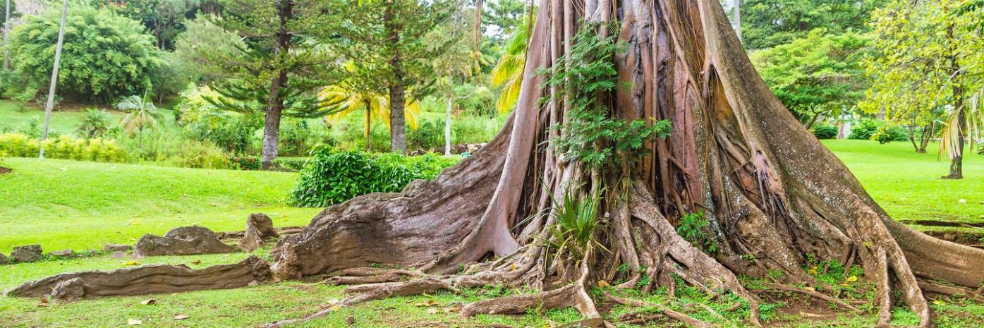 The trunk of a large old tree, surrounded by green grass and leaves.