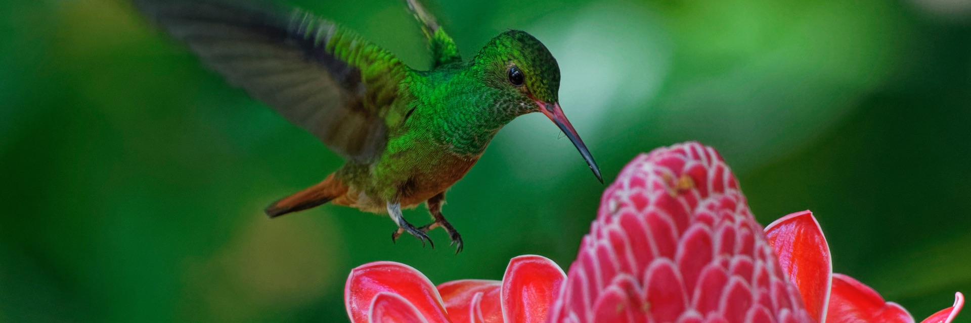 A bird hovers over a bright pink flower.