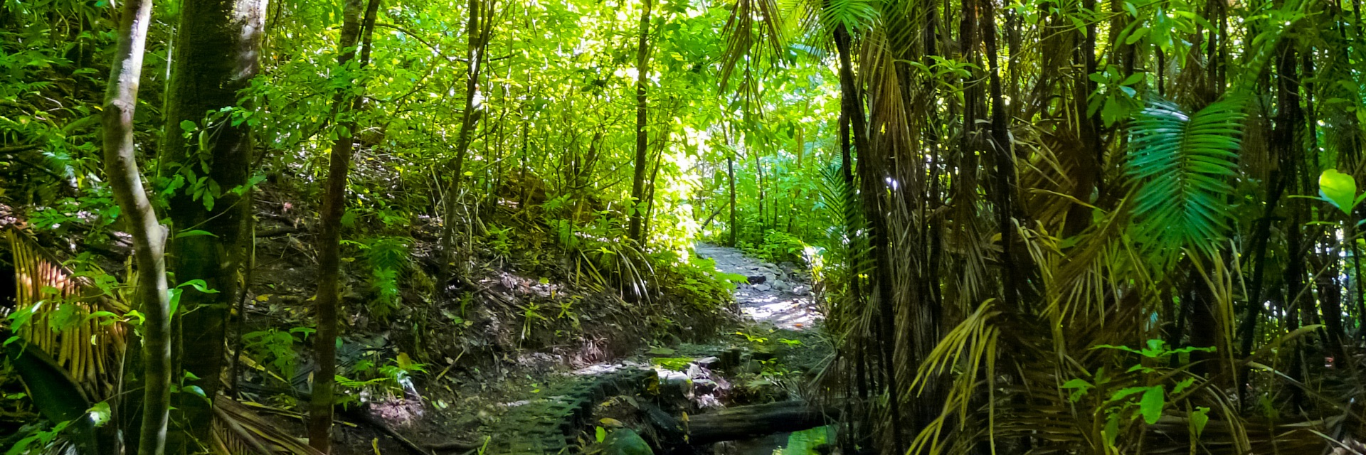 Lush green forest makes way for sun shining through trees.