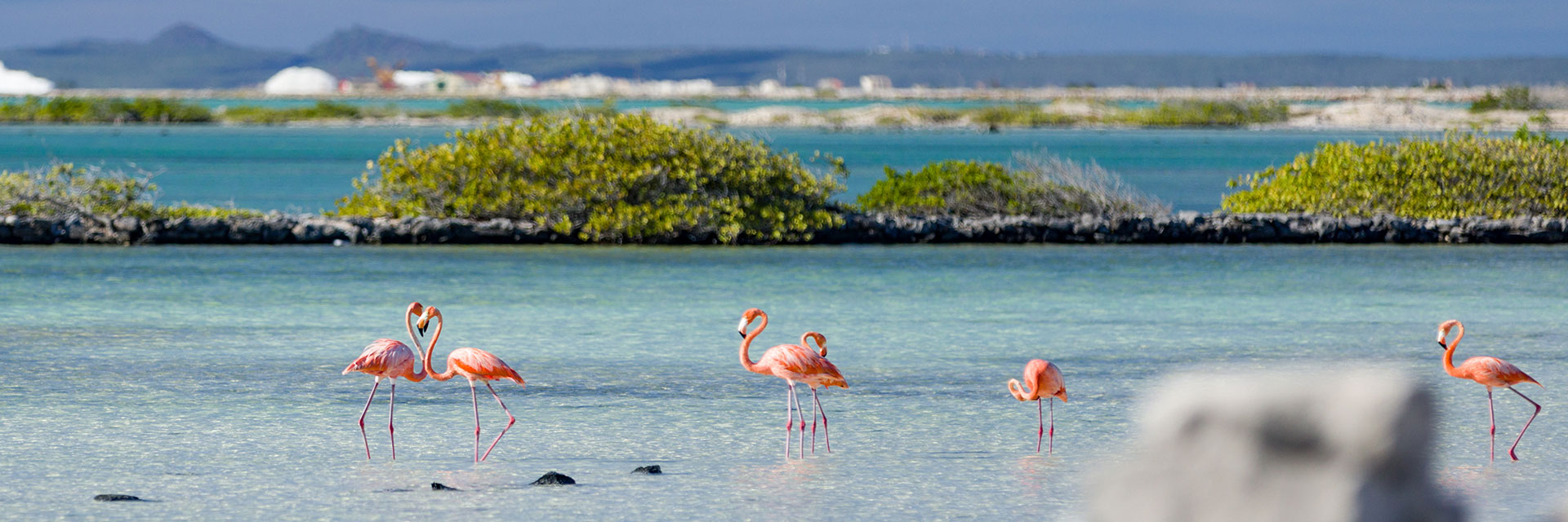 Flamingos standing in clear blue water with lush greenery behind.