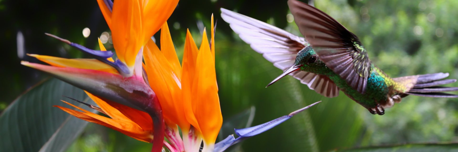 A hummingbird lands on a bird of paradise flower in Charlotteville, Tobago