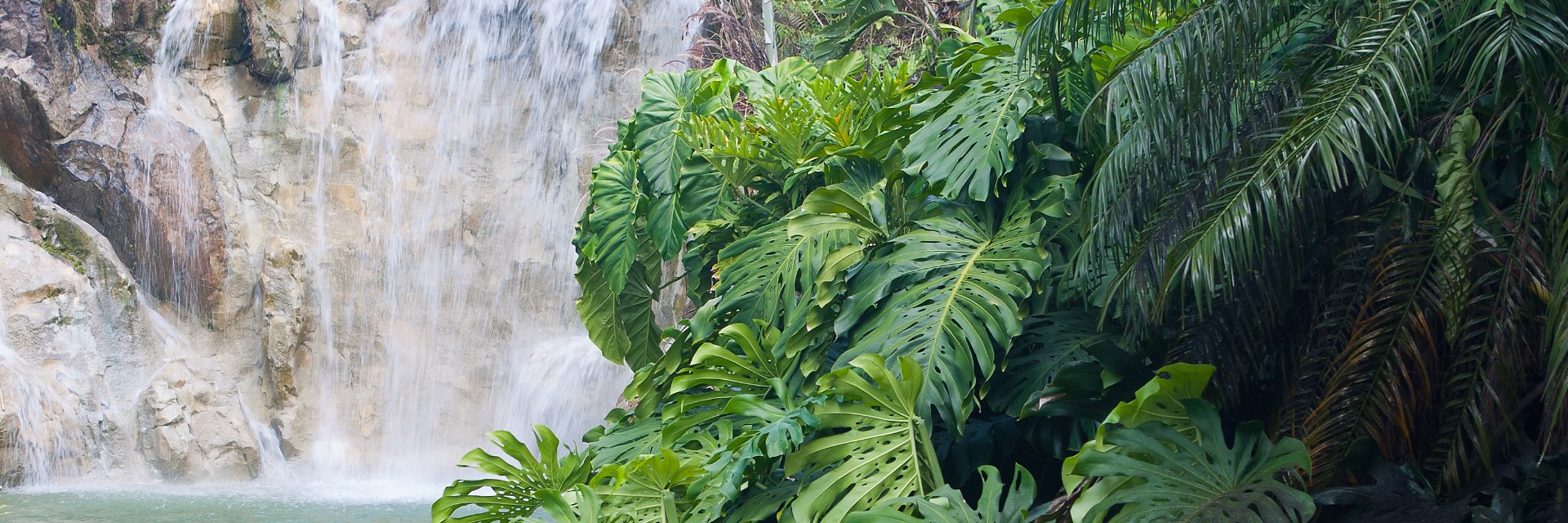 A lush green plant in front of waterfall.
