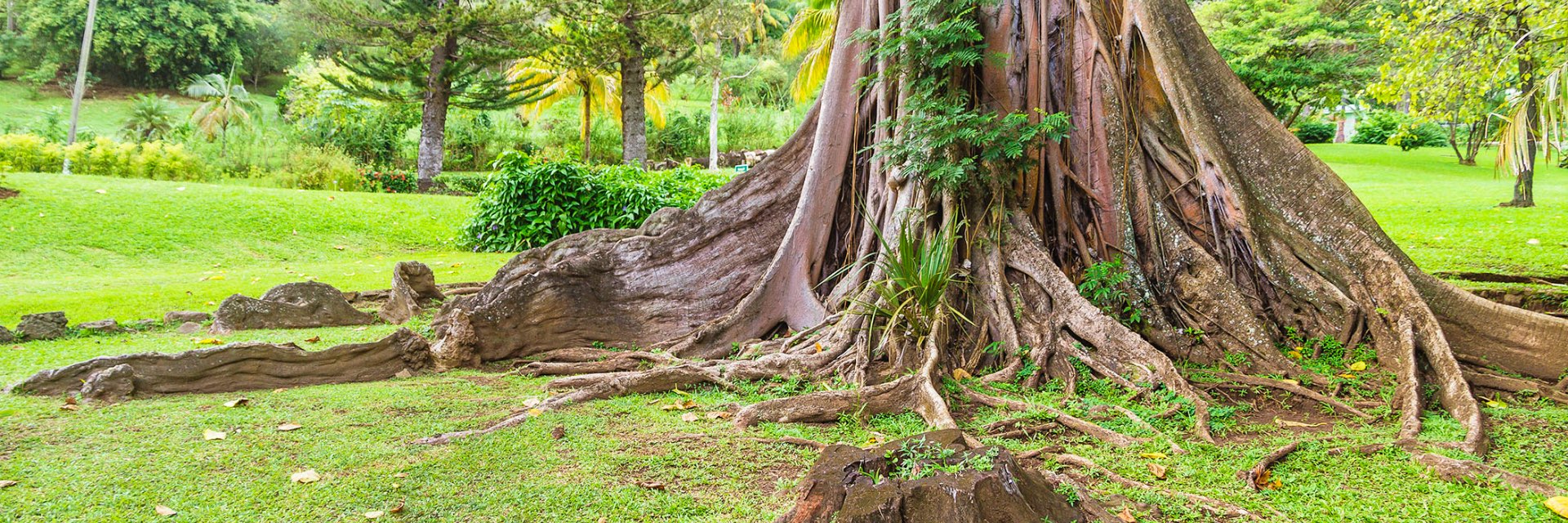 The trunk of a large old tree, surrounded by green grass and leaves.