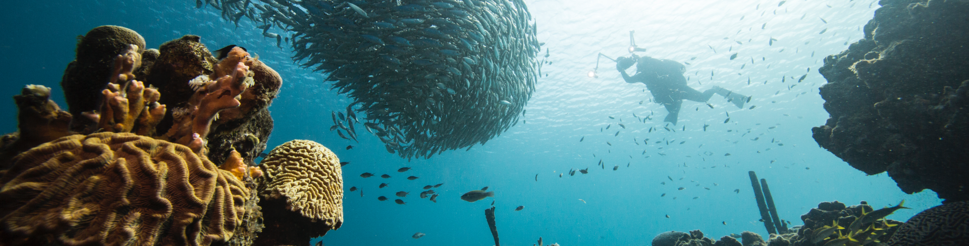 View from the bottom upwards of a seabed with a very large group of fish and a diving man.