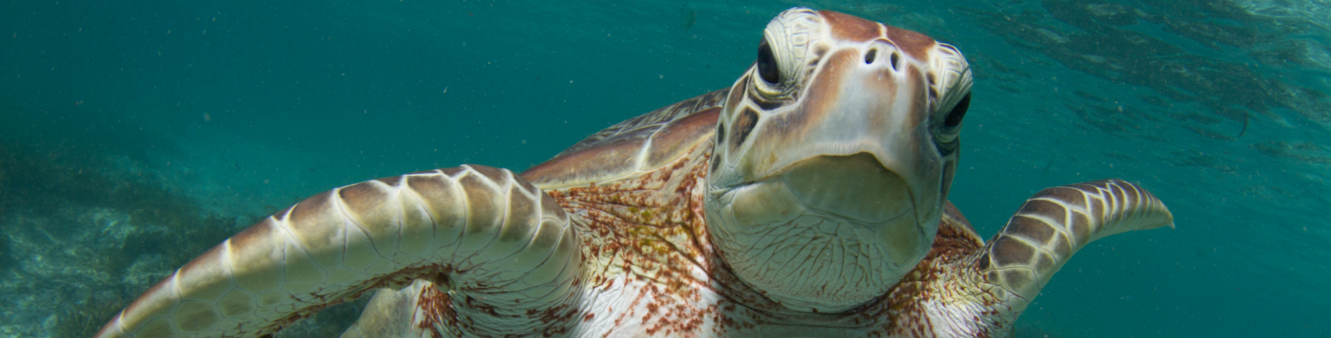 The foreground of a big sea turtle at the bottom of the sea.