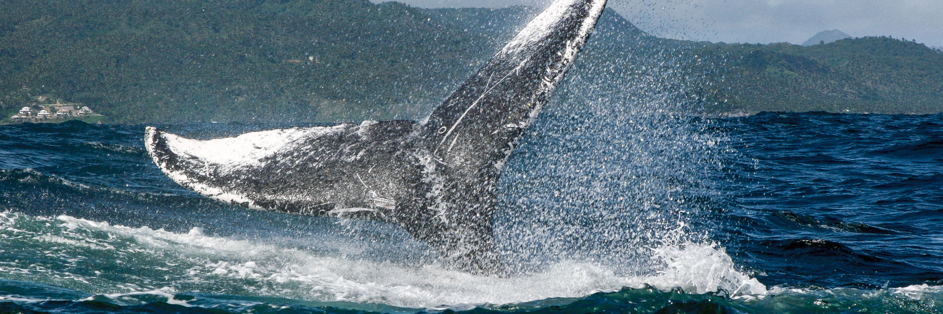 A humpback whale's tail splashing through deep blue water.