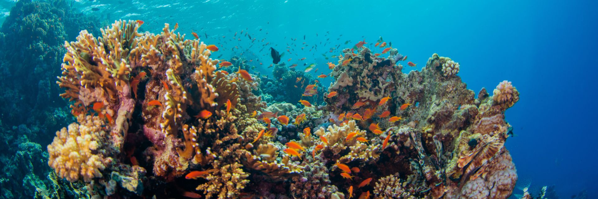 A school of small orange fish swim around a colorful coral reef underwater.