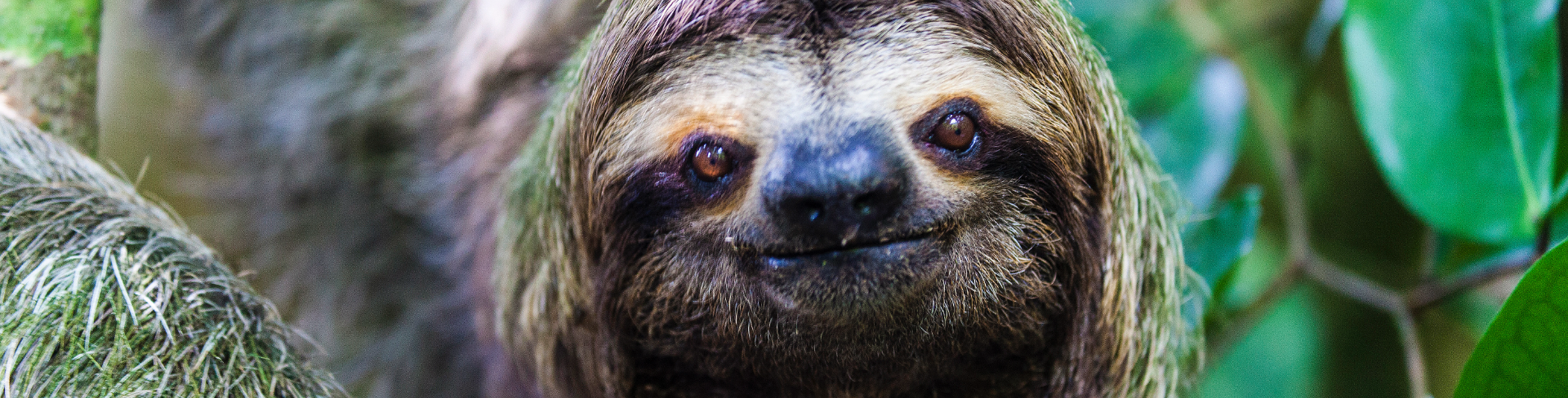 The close-up look at a sloth smiling directly at the camera.