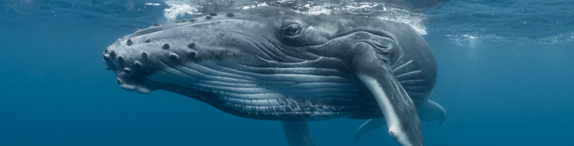 An underwater look at a whale just under the surface.