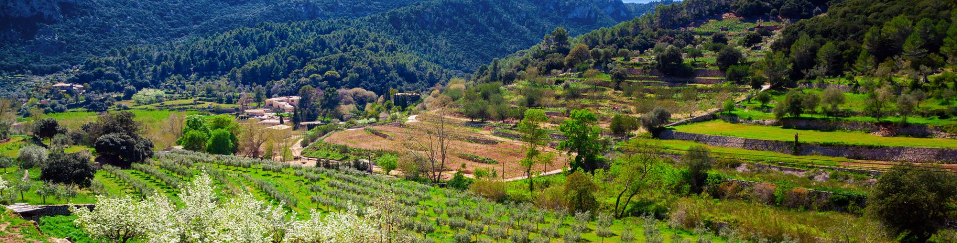 The aerial view of a vineyard in the mountains.