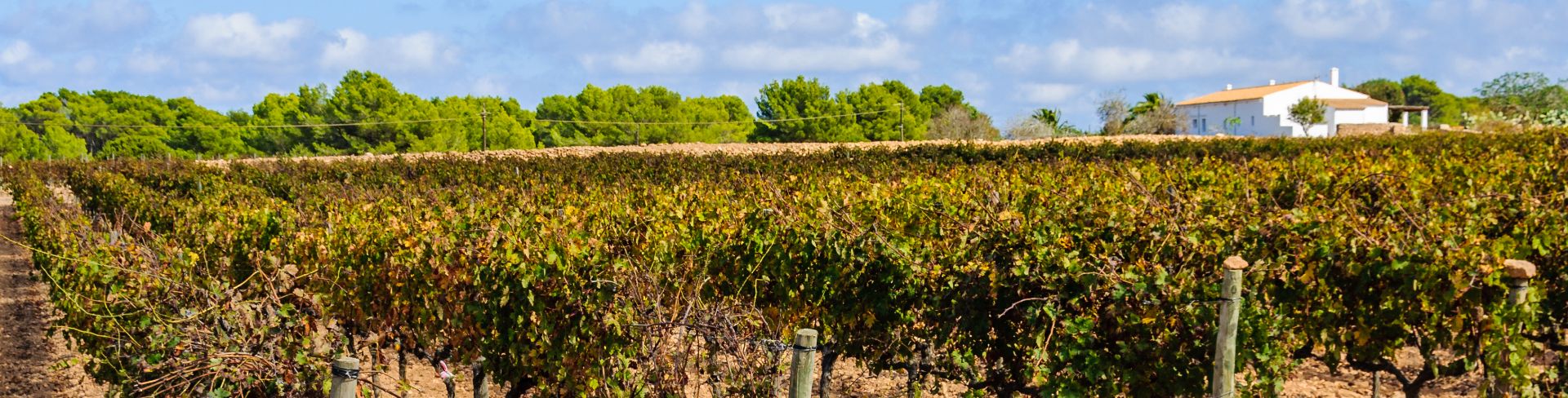 A vineyard in Spain under blue skies.