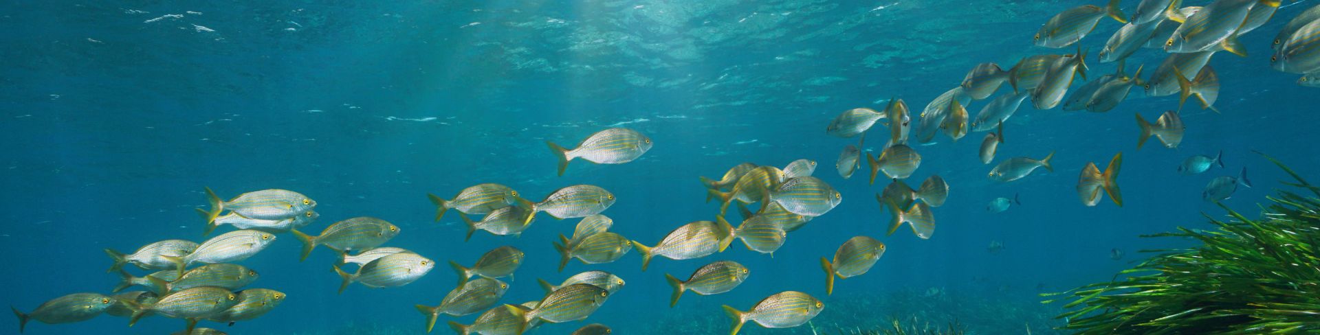 An underwater view of a seagrass bed with silver fish swimming above.