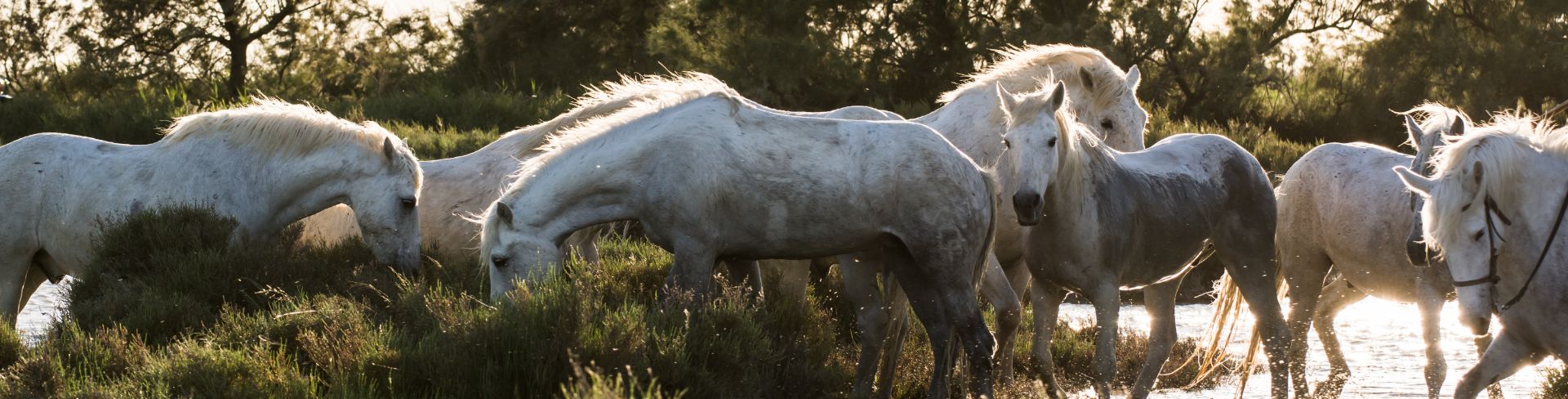 Wild white horses graze in the swamps of Camargue, France.