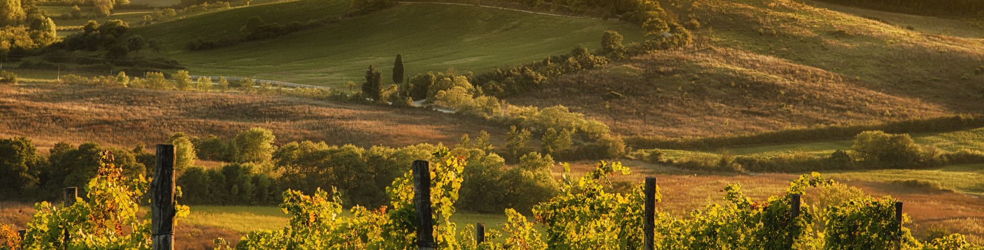 A panoramic view of the hills and vineyards of Chianti at sunset .