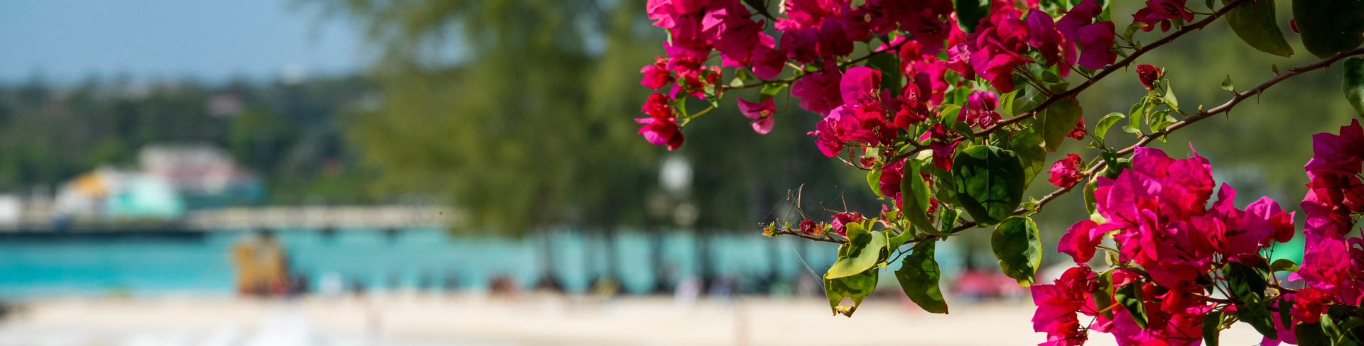 The foreground of pink botanical flowers.