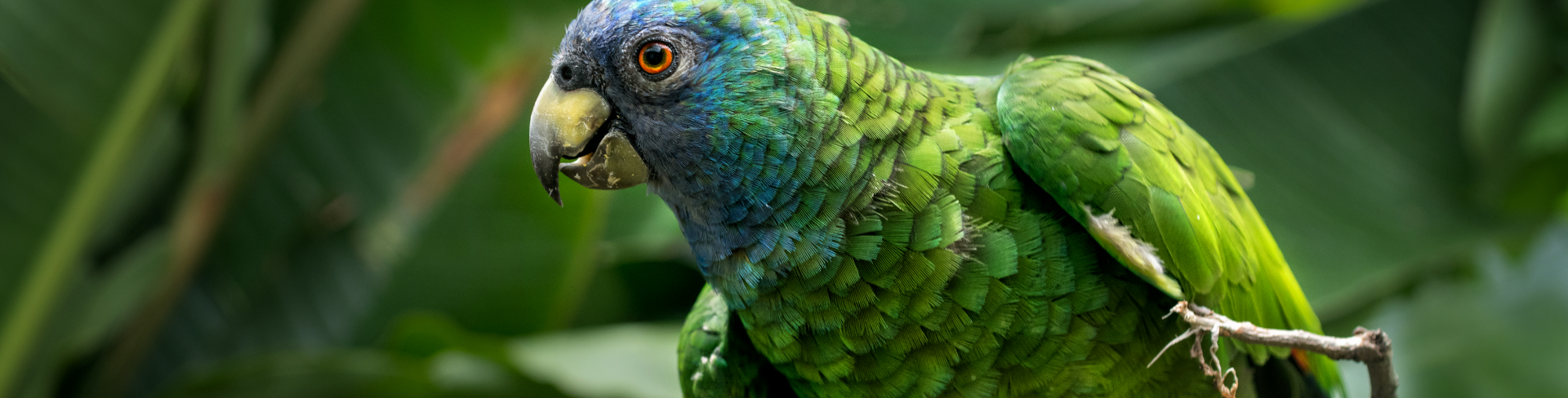 The foreground of a parrot on the branch.