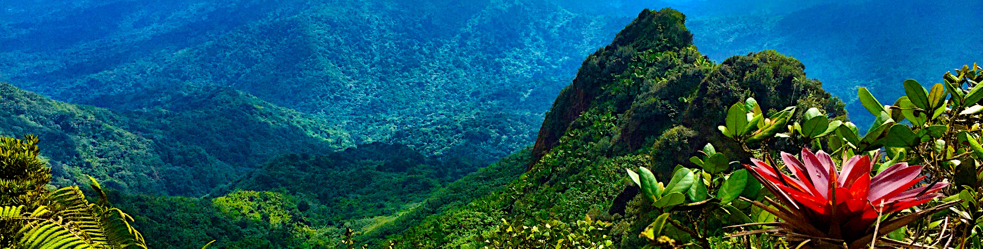 El Yunque Rainforest in Puerto Rico.