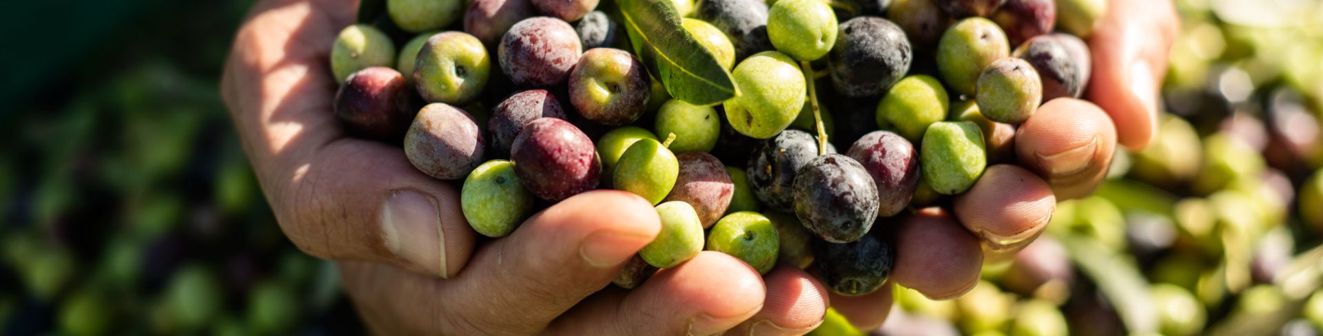 A farmer holds a handful of freshly harvested olives.