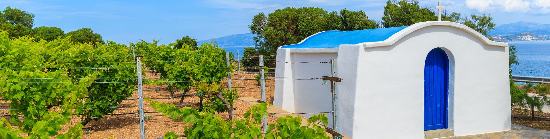 A local vineyard sits next to blue waters.
