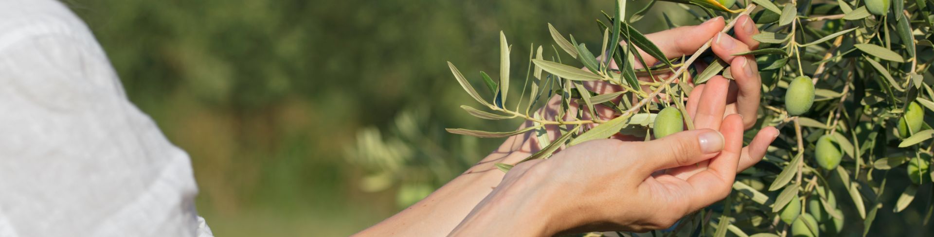 A woman admires green olives on the vine.