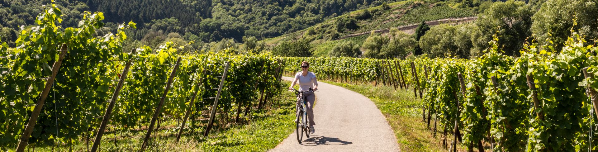 A biker rides along a path through a vineyard under a sunny sky.
