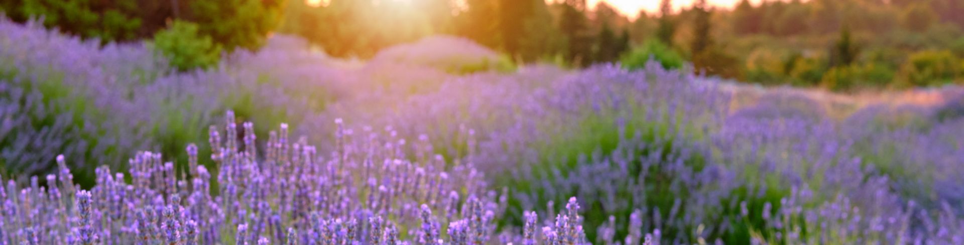 The evening sun lights a lavender field. 