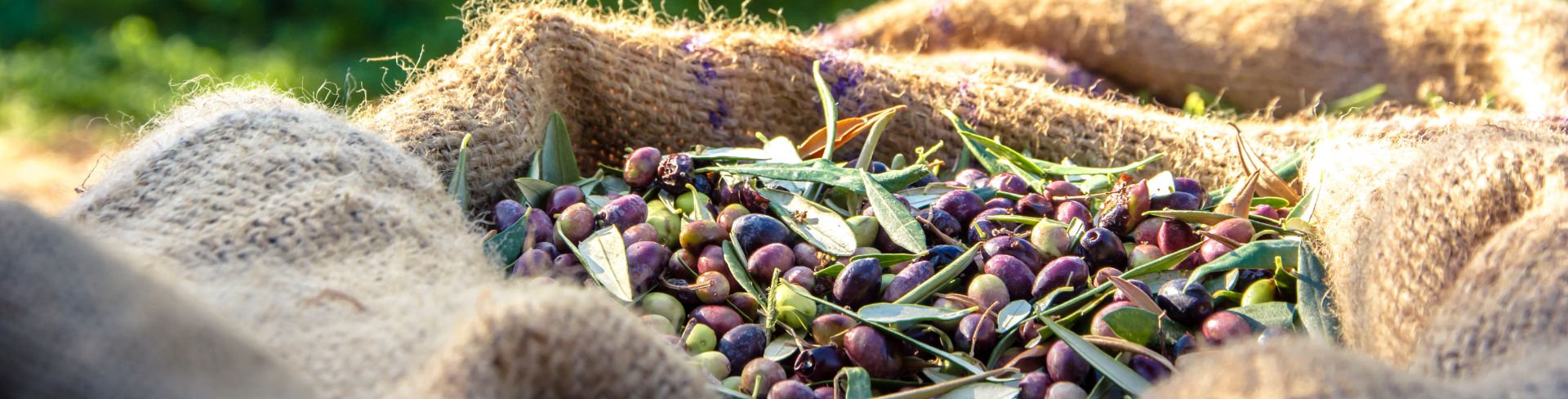 Olives sit in a burlap sack, waiting to be turned into olive oil.