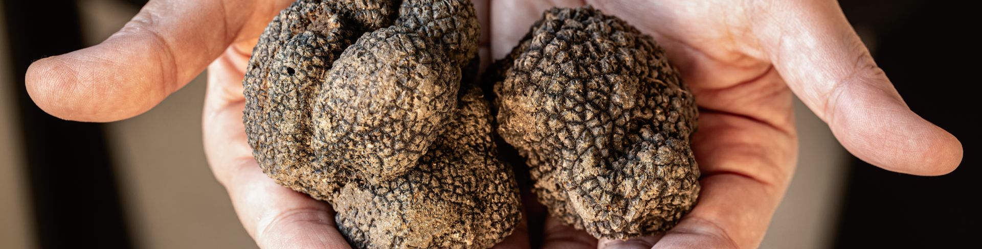 Hands hold truffles freshly picked from the earth. 
