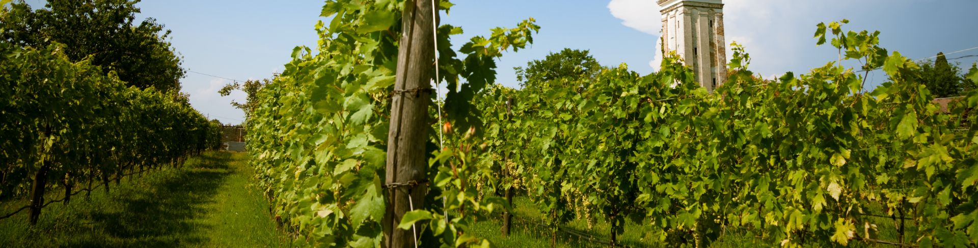 A bell tower sits amid the green vines of a prosecco winery.