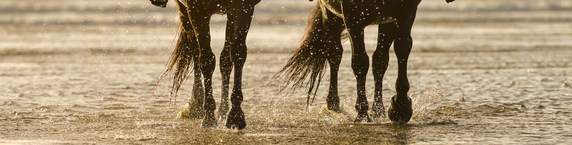 Two horses walk along the shore's edge.