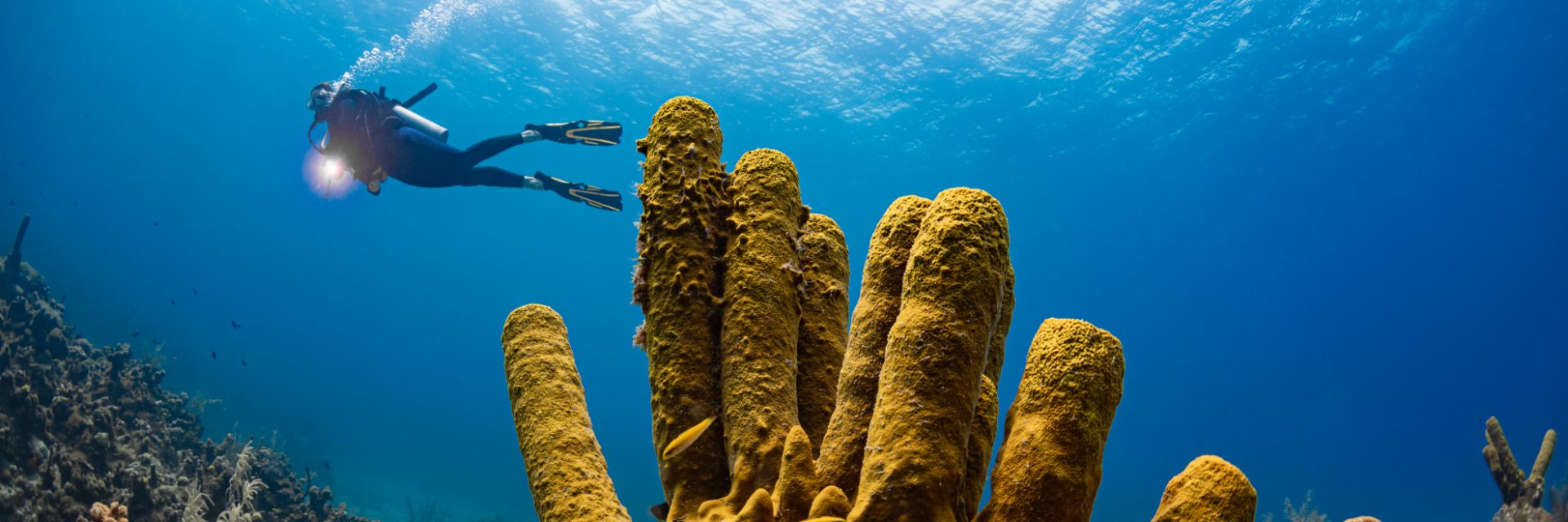A scuba diver swims above yellow tube coral in the Caribbean Sea.
