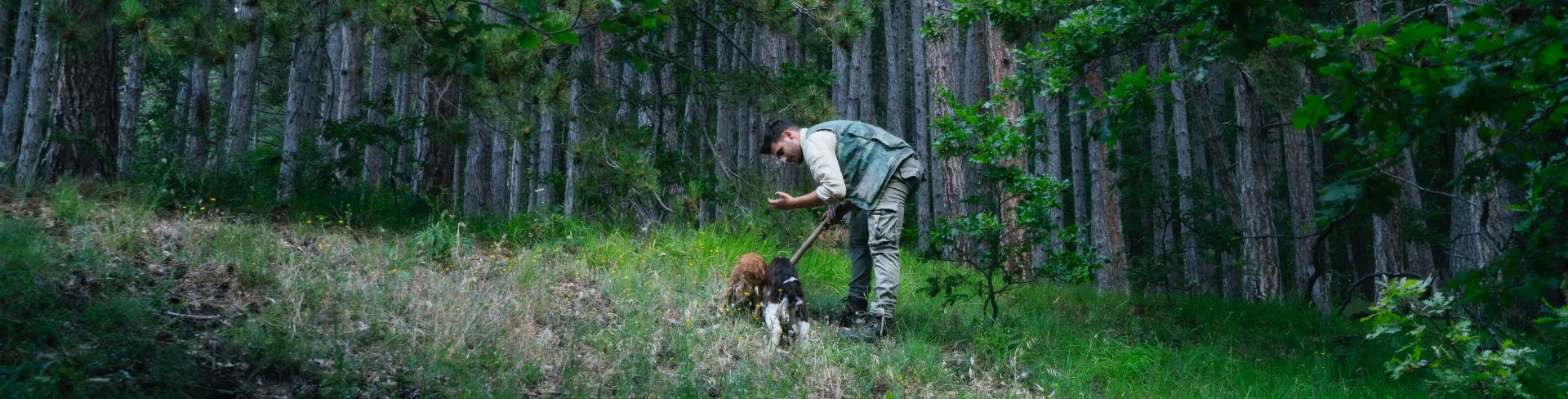 A man with two dogs hunt truffles in the forest.
