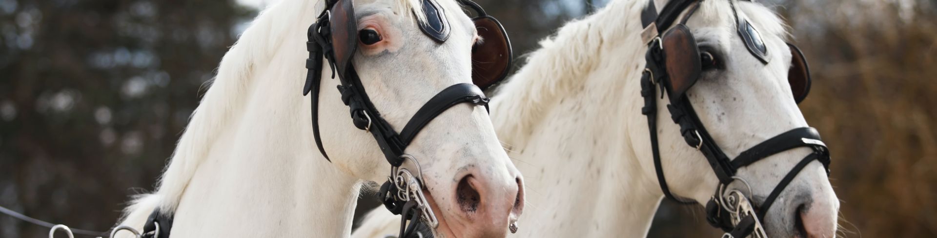 Two white horses with black bridles stand ready.