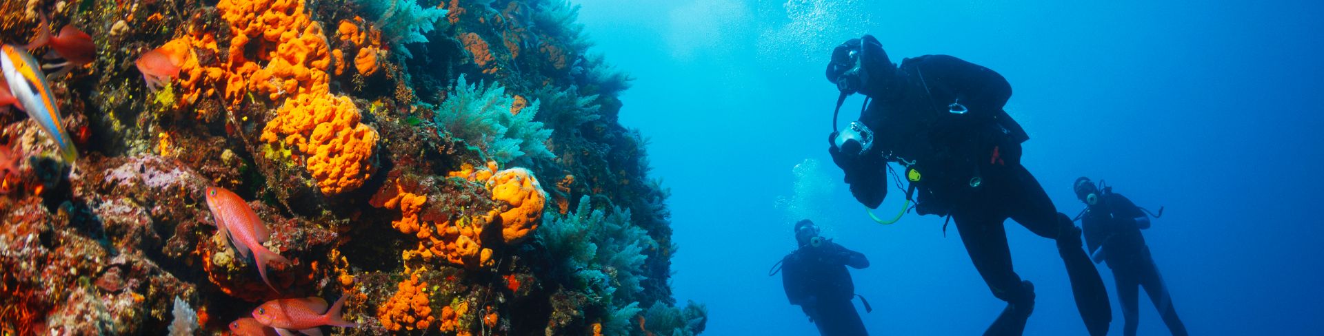 A diver inspects a brightly colored reef under water.