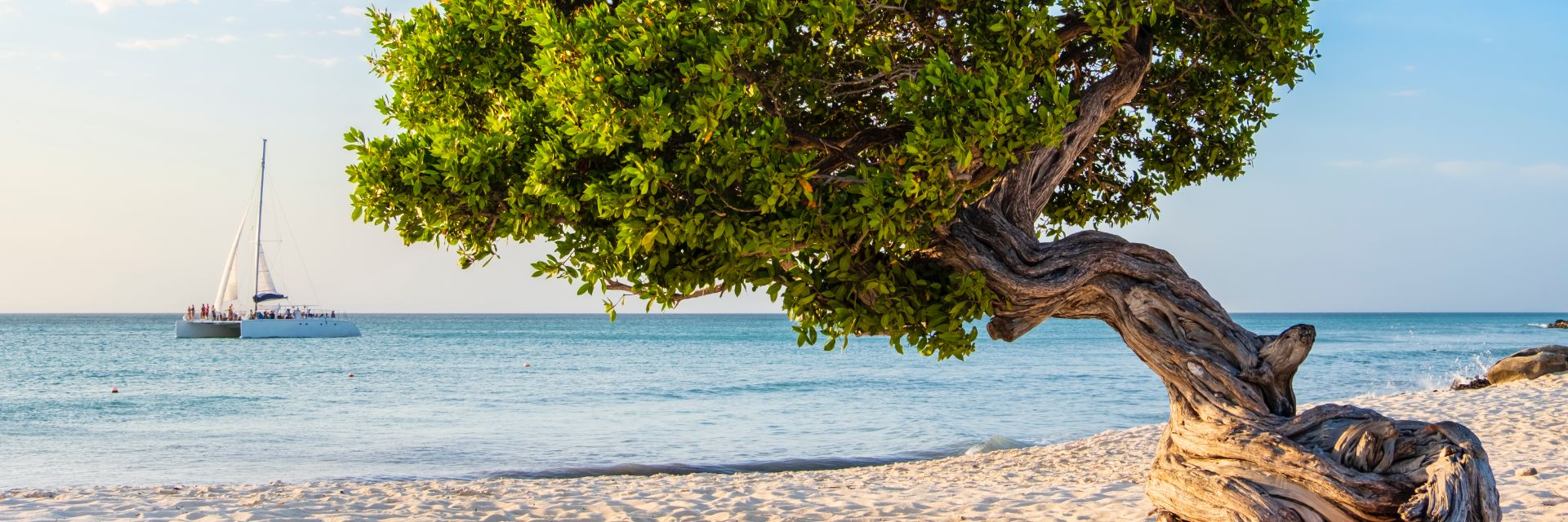 A lone tree sits on the beach of Aruba.