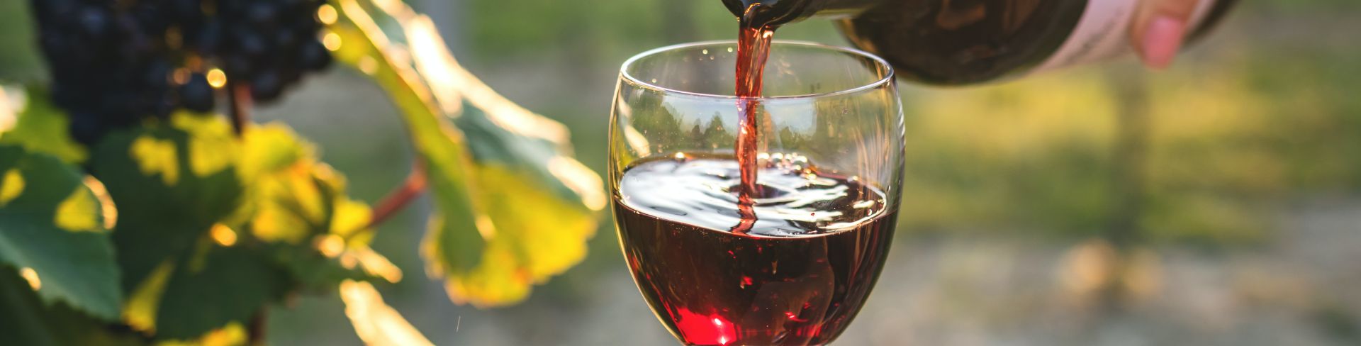 A person pours red wine into a glass at a vineyard.