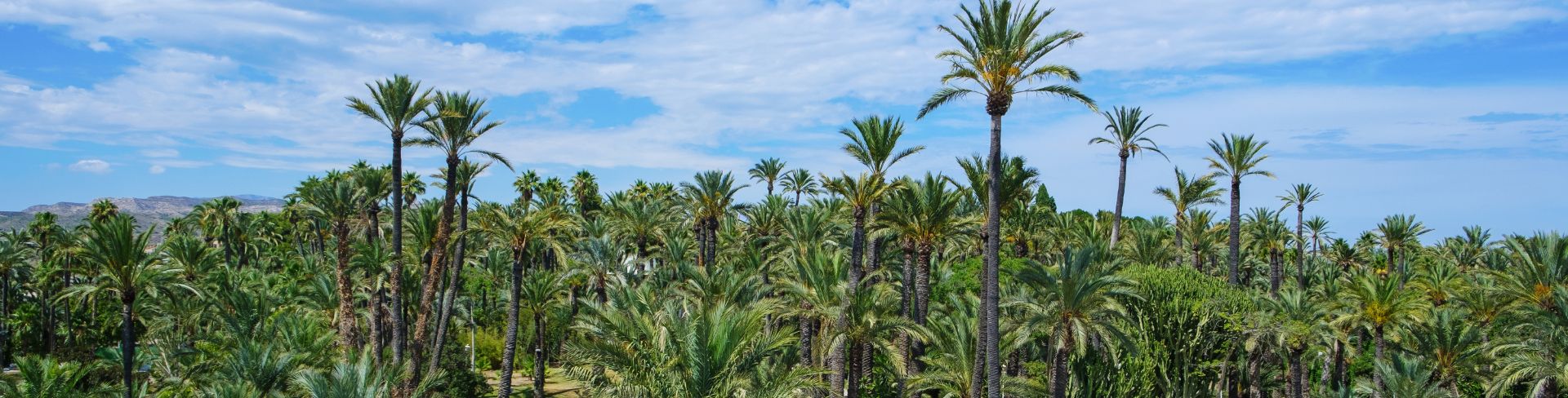 View over the Palmeral de Elche, Spain.