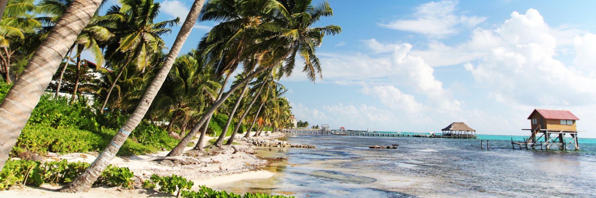 Palm trees in Ambergris Caye.