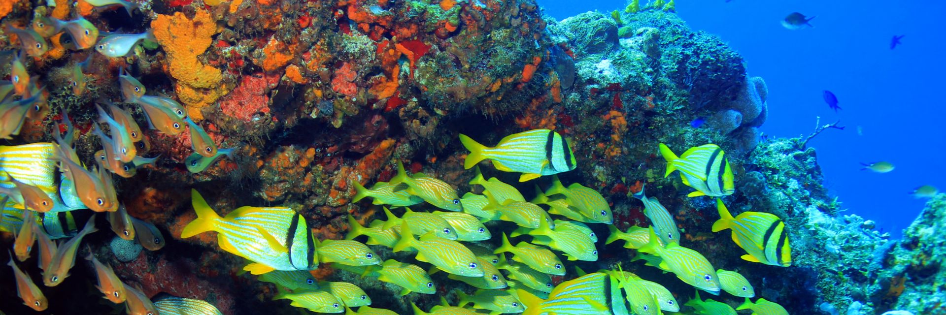 Underneath the sea of Cozumel, Mexico.