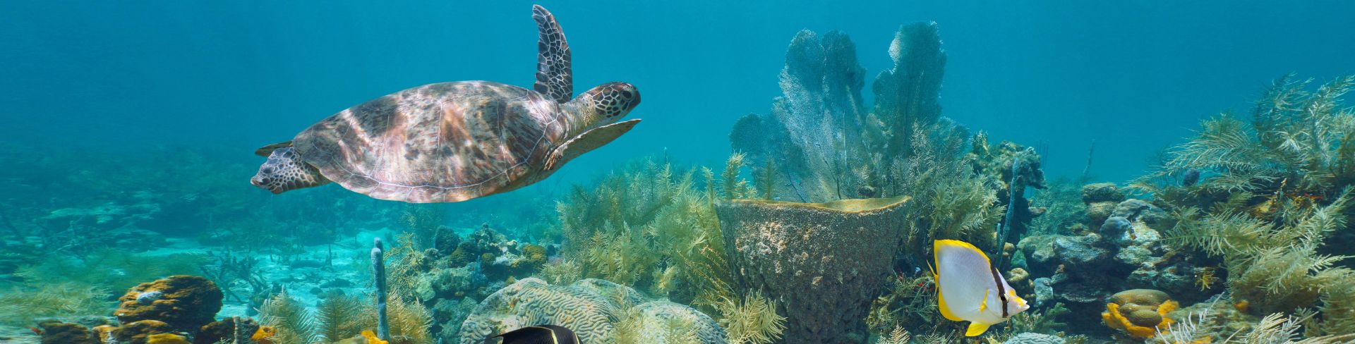 Petite Anse Catamaran Sail & Swim