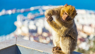 A monkey perched on a ledge overlooks the city and sea behind it.