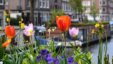 Dutch tulips line the canal behind it.