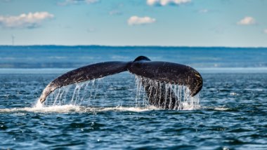 The tail of a whale flipping out of the blue ocean.