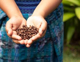 Hands holding coffee beans.