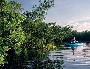 Person kayaking through the mangroves.