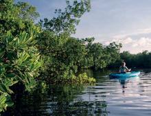 Person kayaking through the mangroves.